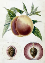 Vit persika - botanisk bräda