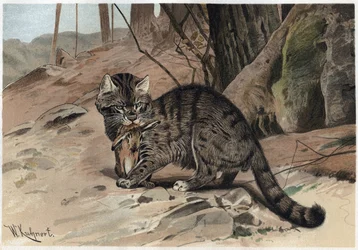 Vildkatt - Vildkatten (Felis silvestris) - gravyr från "" Brehms djurliv"" av Alfred Edmund Brehm (1829Ð1884)