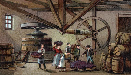 Vinproduktion: vinpress från hospice Beaune (clos vougeot). Kromolitografi från slutet av 1800-talet