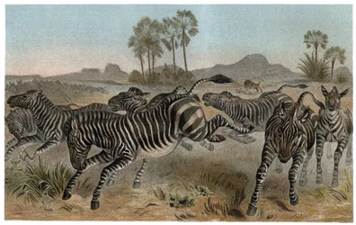 Zebre - Zebror - Afrikanska hästdjur (hästfamilj) - gravyr från "" Brehms Djurliv"" av Alfred Edmund Brehm (1829-1884)