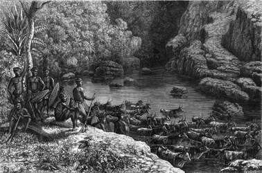 Zulouland i Afrika: eftersom skogen inte erbjuder de nödvändiga resurserna, är zulustammen tvungen att åka ner till slätterna där de odlar och föder upp boskap. Gravyr i "" La Nature""