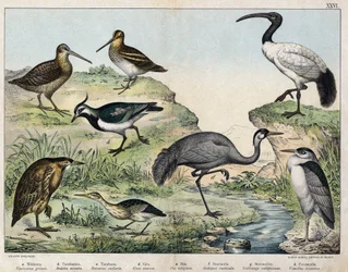 a: Natthäger (Nycticorax griseus), b: Dvärgrördrom (Ardetta minuta), c: Rördrom (Botaurus stellaris), d: Trana (Grus cinerea), e: Helig ibis (Ibis religiosa), f: Morkulla (Scolopax rusticula), g: Enkelbeckasin (Gallinago), h: Tofsvipa (Vanel).
