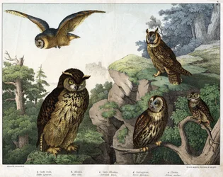 a: Gulduggla (Bubo cowardus), b: Hulotte (katt-huant) (Asio-skal), c: Vilduggla (Syrnium aluco), d: Uggla (Strix flammea), e: Uggla (Athene-uggla) - i "Natural Fåglarnas historia”, red. Hoepli, Milano