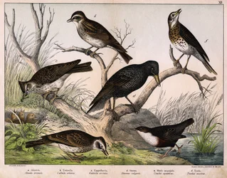 a: Norrlärka (Lärka arvensis), b: Lululärka (Lullula arborea), c: Cappellaccia (Galerita cristata), d: Sansonnetstare (Sturnus vulgaris), e: Anka (Cinclus aquaticus), f: Trast (Turdus musicus) - i "Fåglarnas naturhistoria", red. Hoepli, Milano