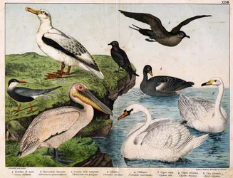 a: Havssvala (Sterna hirundo), b: Mellansvala (Stercorarius pomatorhinus), c: Stormfågel (Thalassidroma pelagica), d: Albatross (Diomedea exulans), e: Pelikan (Pelecanus onocratalus), f: Kungssvan (Cygnus olor) ). ), g: Vild svan (Cygnus musicus), h: Wi