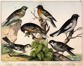 a: Sparrow (Emberiza circlus), b: Snösparv (Plectrophanes nivalis), c: Sparv (Pour domesticus), d: Pinson (Fringilla coelebs), e: Northern Pinson (Fringilla montifringilla), Niverolle (Montifringilla nivalis) - i “ Fåglarnas naturhistoria”, red. Hoppa
