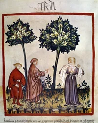 Rabies eller en arg person som klämmer tyg mellan tänderna. Illumination från 1300-talet ur "Tacuinum Sanitatis", Wien, Nationalbiblioteket.