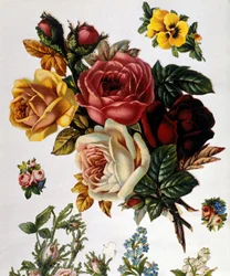 En bukett rosor. 1800-talets kromolitografi.