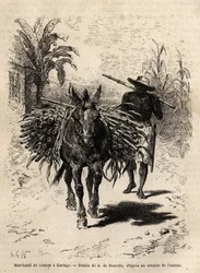 En käpphandlare och hans mula i Cartago (Costa Rica), den enda köpmannen som livar upp stadens tomma gator. Gravyr för att illustrera resan till New Granada, av Dr. Saffray, 1869, publicerad i "" Le tour du monde""" 1873, redigerad av Edouard Char