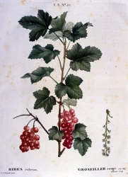 Ett krusbär: 1800-tals botaniska tavla.
