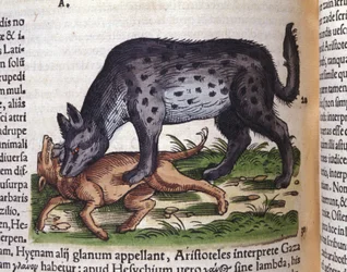 En hyena som attackerar en hund från Konrad Gesners Djurhistoria