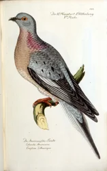 En migrerande duva, nu utdöd. Zoologiskt diagram efter Fritsch