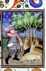 Allegorisk framställning av november. En man med en grupp grisar som äter ekollon. Miniatyr av ett 1300-talsmanuskript.