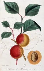 Aprikos - botanisk tavla