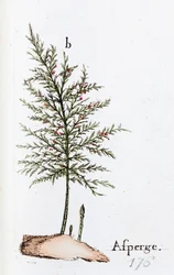 Sparris