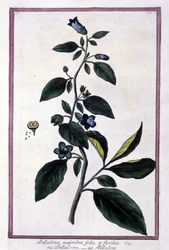 Belladonna, blommor och bär. Giftig växt som används i medicin. Gravyr efter ett 1800-talsherbarium.