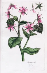 Borage