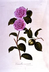Botanisk styrelse: Camelia. 1800-talsgravyr