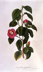Botanisk styrelse: Camelia från Japan. 1800-talsgravyr