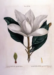 Botanisk tavla: Magnolia.