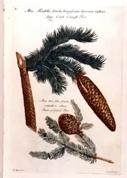 Botanisk tavla: en kotte och en gren. 1700-talet.