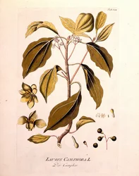 Botanisk tavla: kamfer (Laurus Camphora). Gravyr i "" da Icons Plantarum medicinalium"" av Joseph Jacob von Plenck, österrikisk läkare och botaniker (1738-1807), Wien 1791.