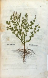 Botanisk platta: Timjan (Thymus) Herbarium av Lheonard Fuchs, "History of Stirpium", Bale
