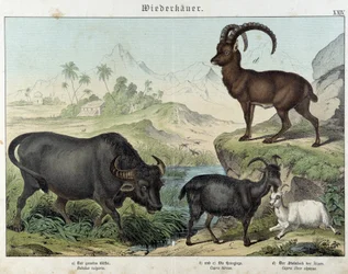 Buffel, get, get och stenbock - i "" Natural histories of mammals"", red. Schreiber