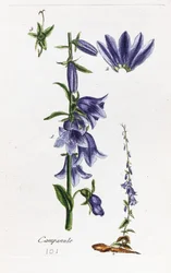 Campanula (persikobladig klockblomma)