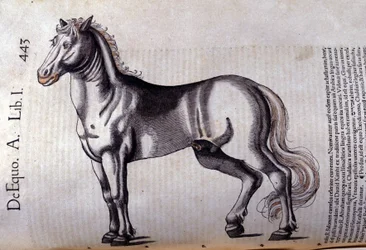 Cheval. i Historia Animalium av Conrad Gesner (1516 - 1565), Tiguri