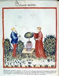 Samla basilika. Belysning från handeln med medicin och dietet "" Tacuinum sanitatis"" efter handeln med medicin "" Kitabtaqwim as-sihha"" ("Kitabtaqwim as sihha") av Ibn Butlan