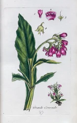 Komfrey