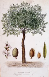 Vanligt mandelträd - botanisk tavla