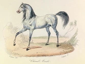 "Completes de Buffon" med Linneenes nomenklatur och Cuviers klassificering: Les animaux: Cheval Arabe (gravyr)