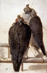 Ett par hökar. 1700-talsteckning.