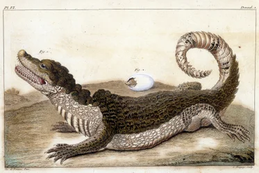 Crocodile of Surinam (Cayman) - i "" Vad är mer intressant och nyfiken bland djur och mineraler för att tjäna som intelligens till den allmänna historien om de tre naturens regeringar"" av Buchoz, sent 18th S.¿