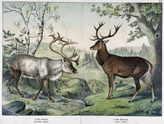 Deers - i "Natural History of Mammals", red. Schreiber