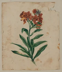 Designritning, tidigt 1700-tal