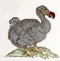 Dodo eller Dronte. Fågel försvann - i "On both natural and medical matters in India" av William Piso, Amsterdam