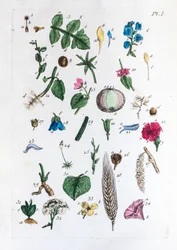 Elementär tabell över figurer och deras namn i Flora Parisiensis