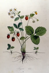 Fragaria Vesca (vildsmultron).