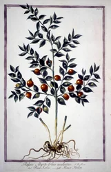 Fragon Falsk Holly eller Small Holly (Ruscus) i ett 1800-talsherbarium.