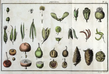 Frukter: i "" Flora Françoise, eller en kort beskrivning av alla växter som växer naturligt i Frankrike, ordnade enligt en ny analysmetod som citerar deras minst tvetydiga dygder inom medicin och deras användbarhet inom konsten""