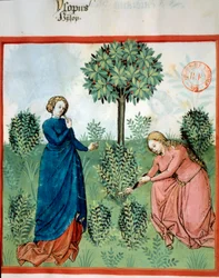 Hämta isop. Två kvinnor skär grenar av isop (medicinsk och aromatisk växt). Miniatyr i "" Tacuinum sanitatis. Taqwim es siha” (Folio 30), skriven av Ibn Butlan, v.1445-1451. Paris, BN.
