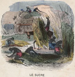 Skördar sockerrör i Västindien. 1800-talsillustration. Bianchetti samling.