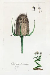 Hosier tistel