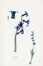Hyacint