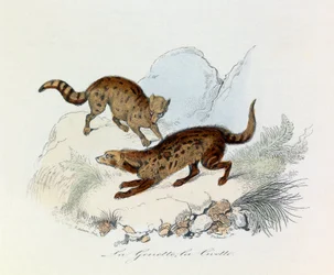 Illustration från boken "Buffons samlade verk": De fyrfotade djuren: La genette et la civette (gravyr)