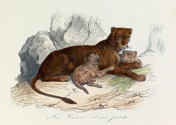 Illustration från boken "Buffons samlade verk": De fyrfotade djuren: La lionne et ses petits (gravyr)