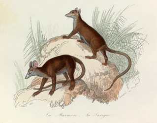 Illustration från boken "Buffons samlade verk": De fyrfotade djuren: La marmot et la sarigue (gravyr)